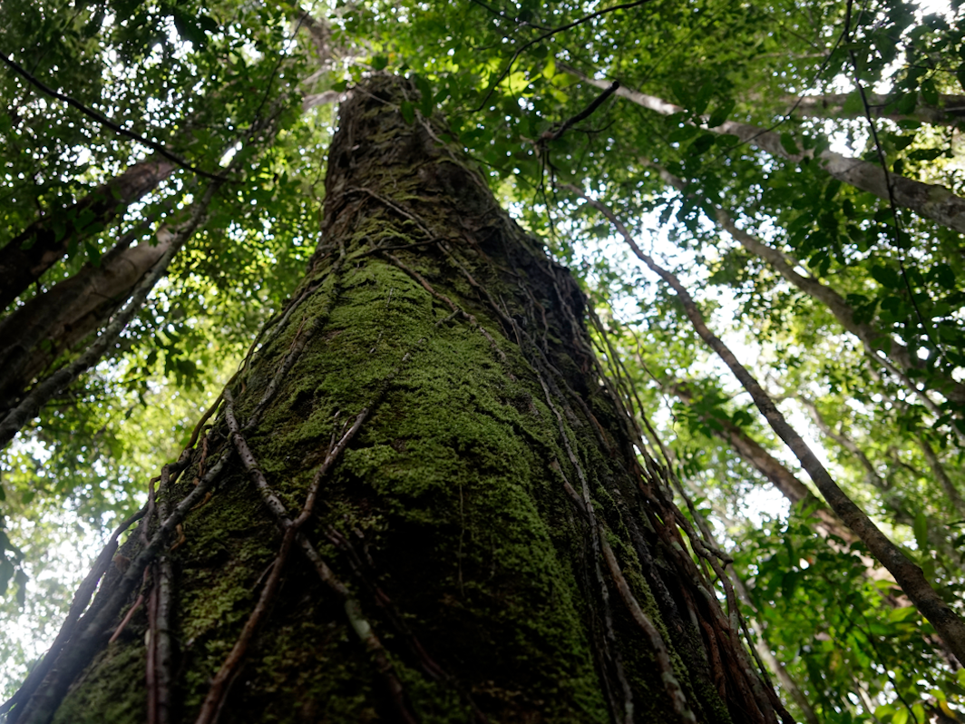 Eine Aufnahme eines Baumes im Regenwald von Suriname.