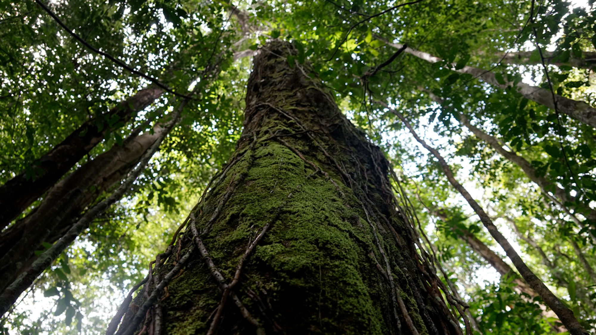 Eine Aufnahme eines Baumes im Regenwald von Suriname.
