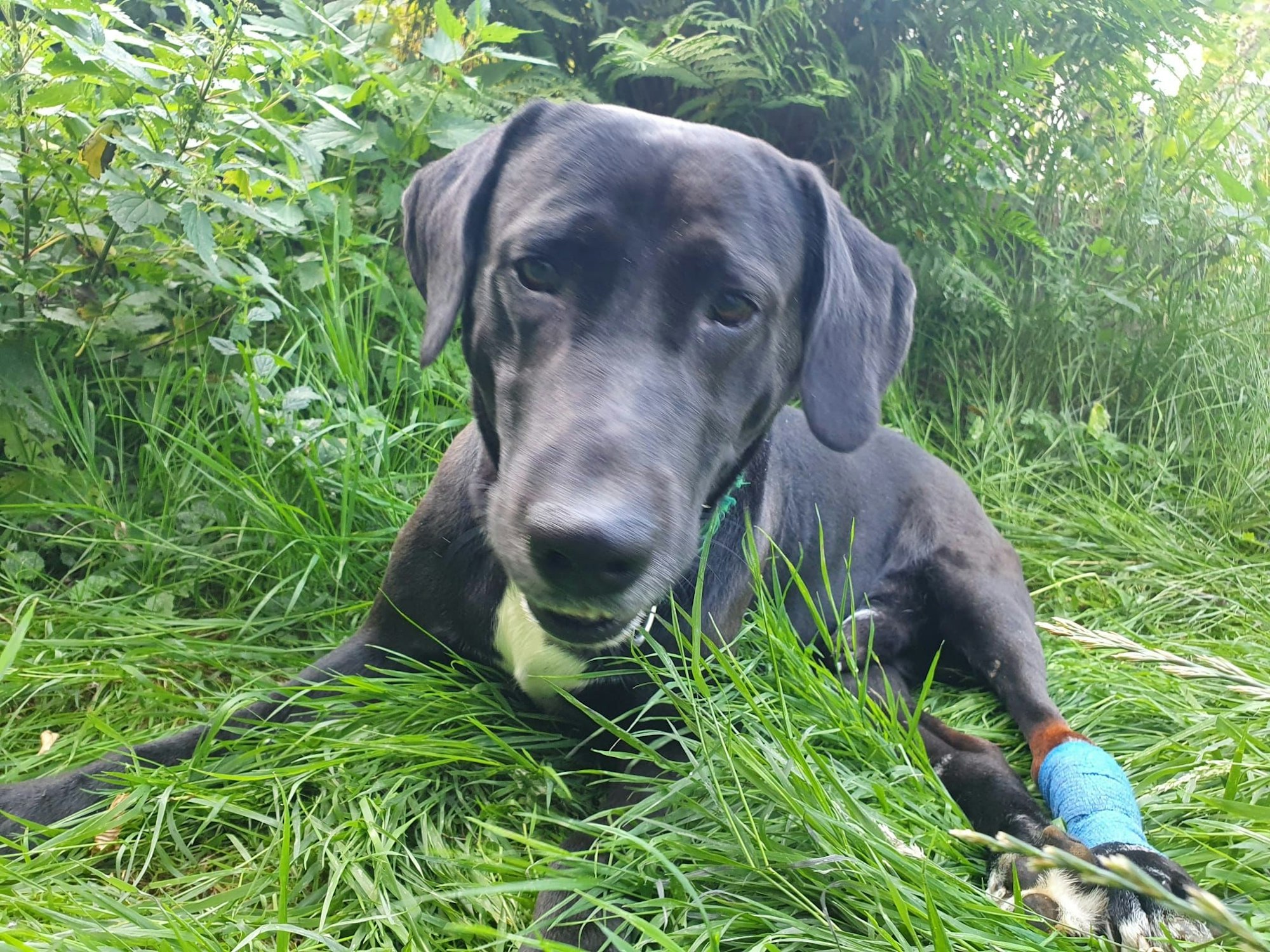 Labrador-Mischling Nero landete nach mehreren Vermittlungsversuchen immer wieder beim Tierschutzverein Köln Porz.