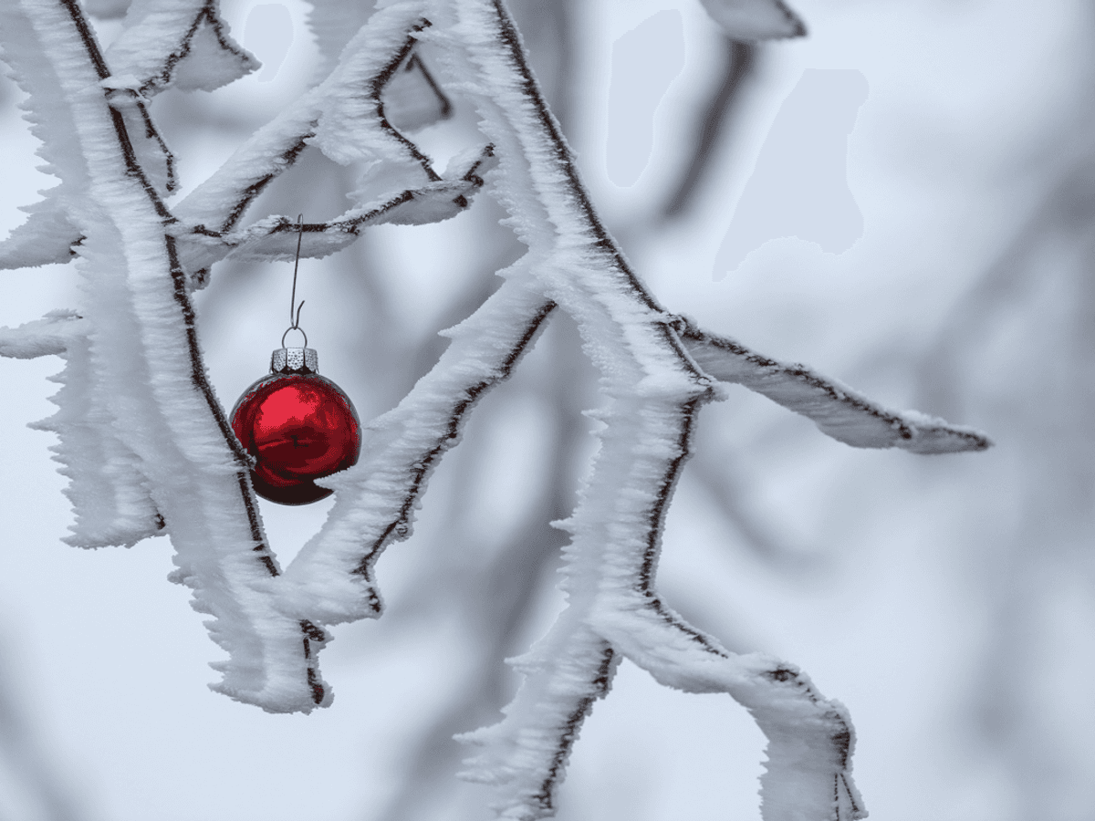 Eine rote Christbaumkugel hängt an einem mit Raureif überzogenem Ast.