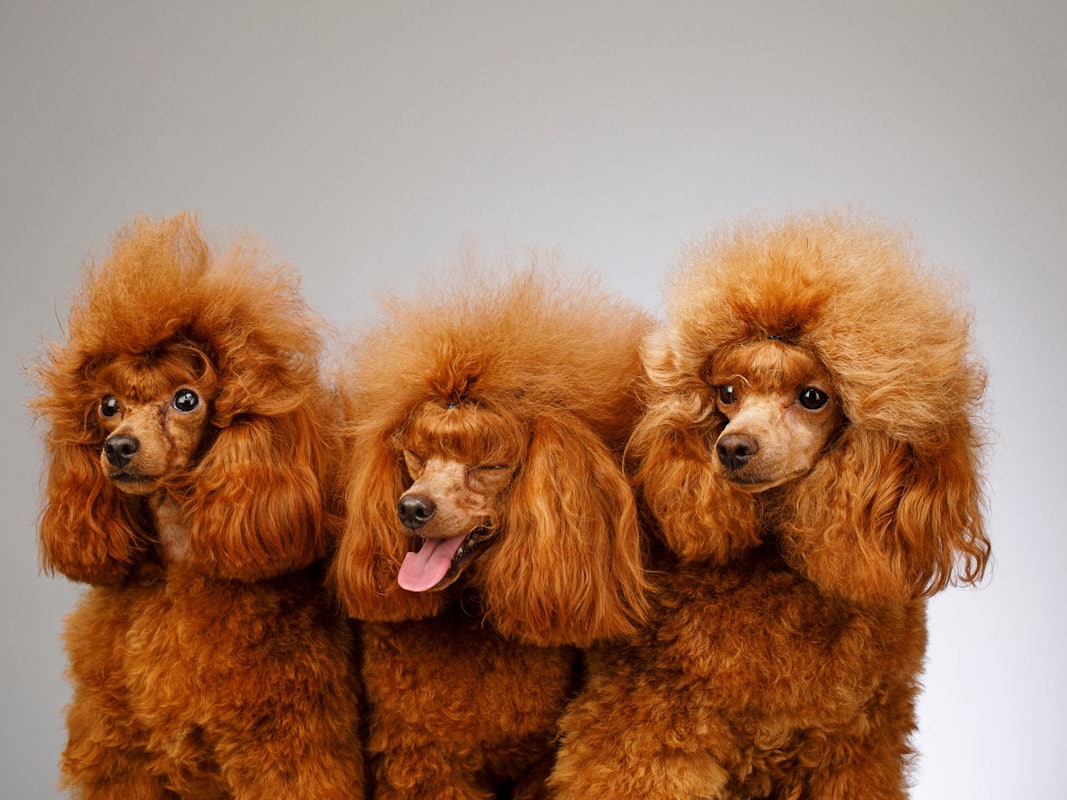 Drei orange-braune Zwergpudel sitzen vor einer grauen Leinwand.