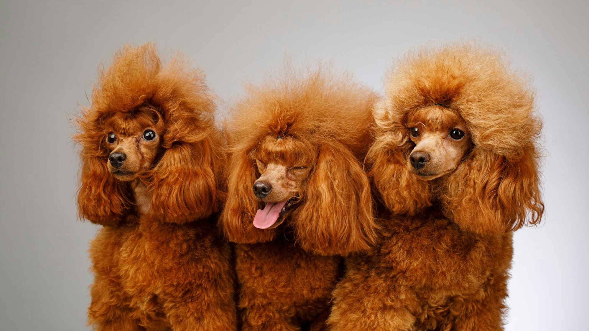 Drei orange-braune Zwergpudel sitzen vor einer grauen Leinwand.
