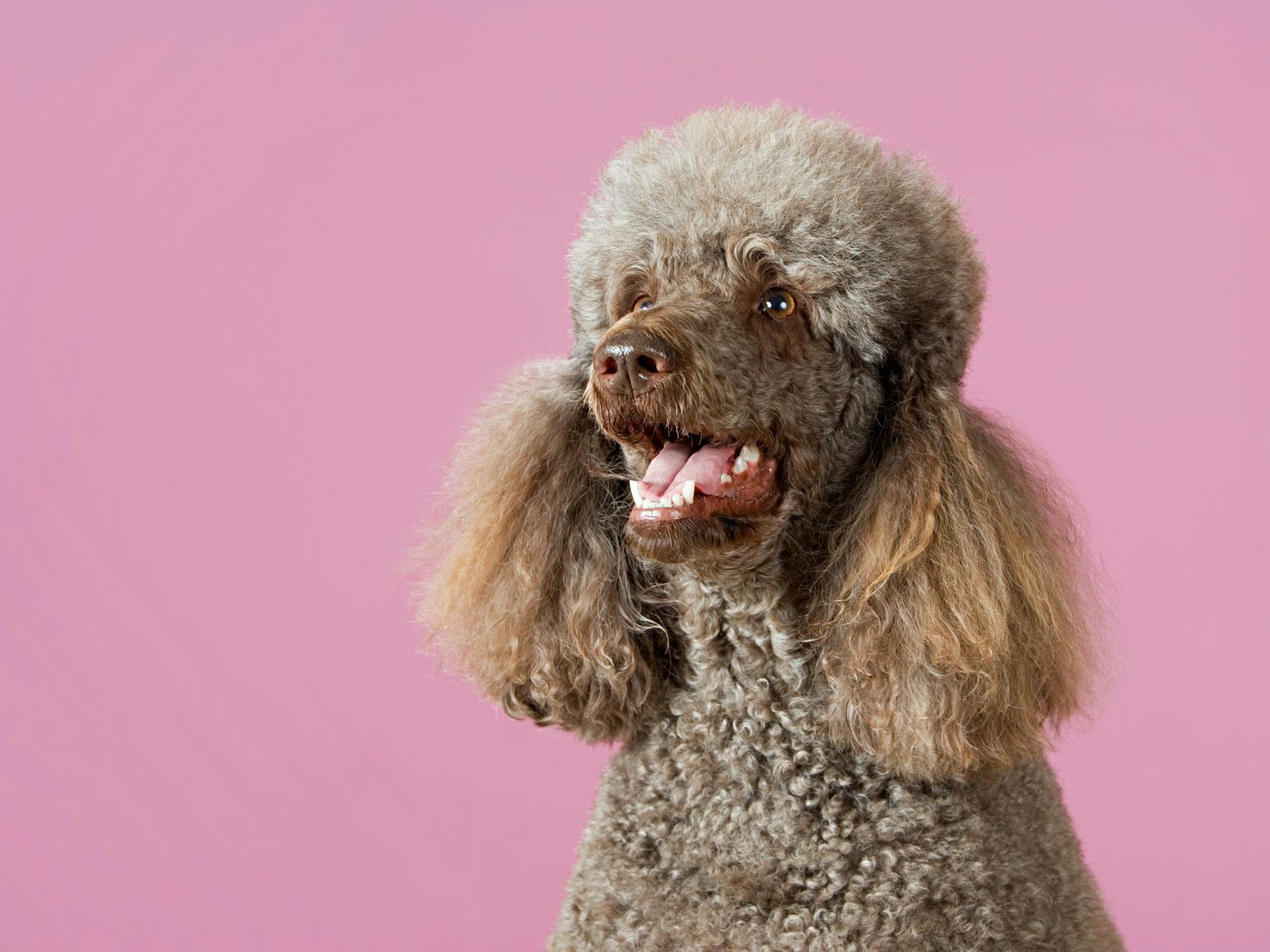 Ein brauner Pudel steht vor einer rosafarbenen Leinwand.