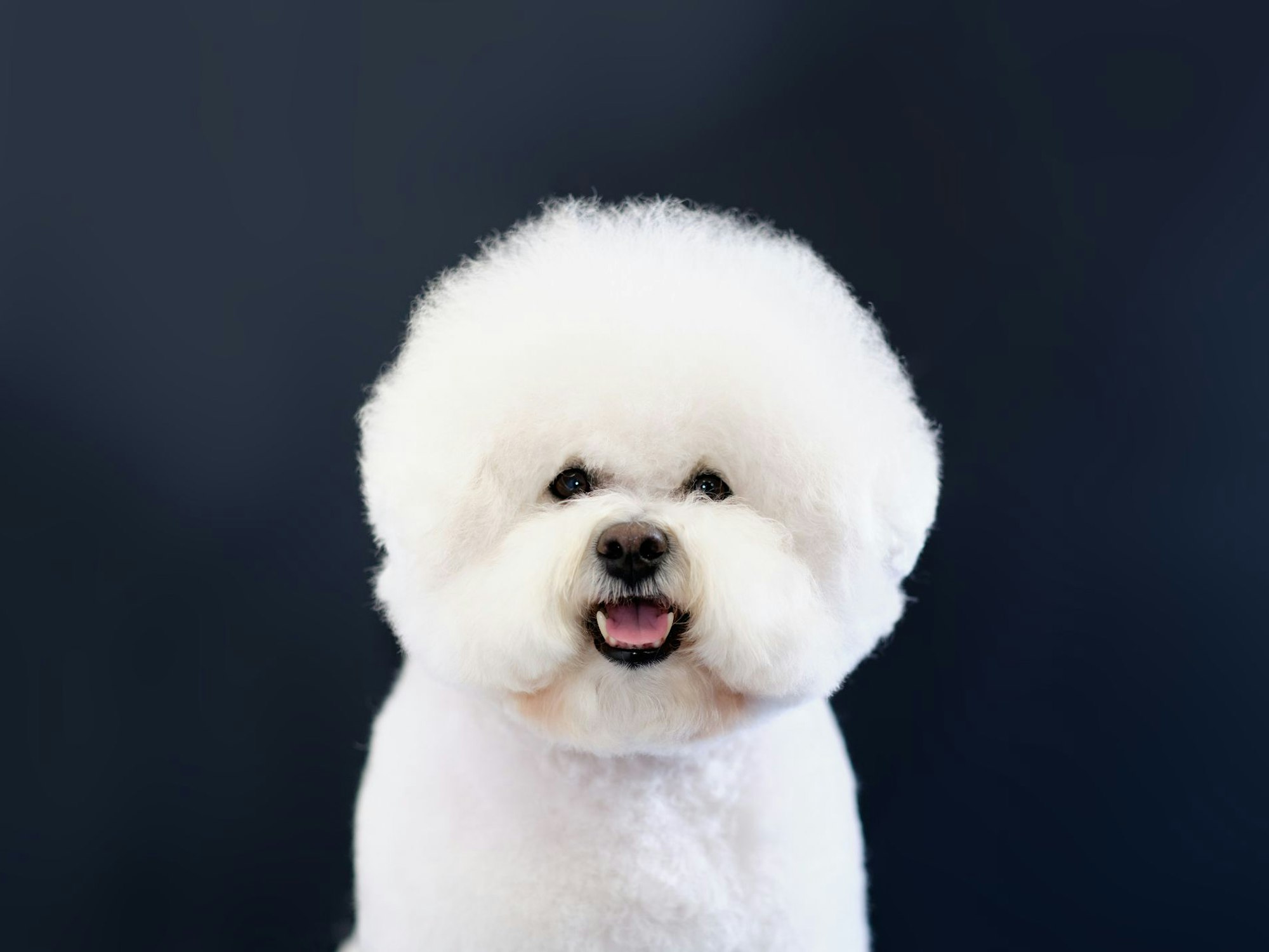 Ein Porträt von einem Bichon Frisé vor einem dunklen Hintergrund.