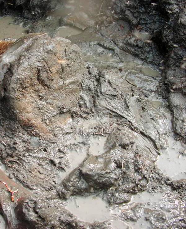 Eine Mammut-Fundstelle in Russland.