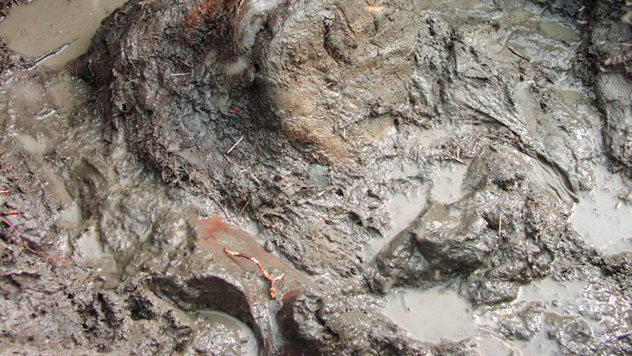Eine Mammut-Fundstelle in Russland.