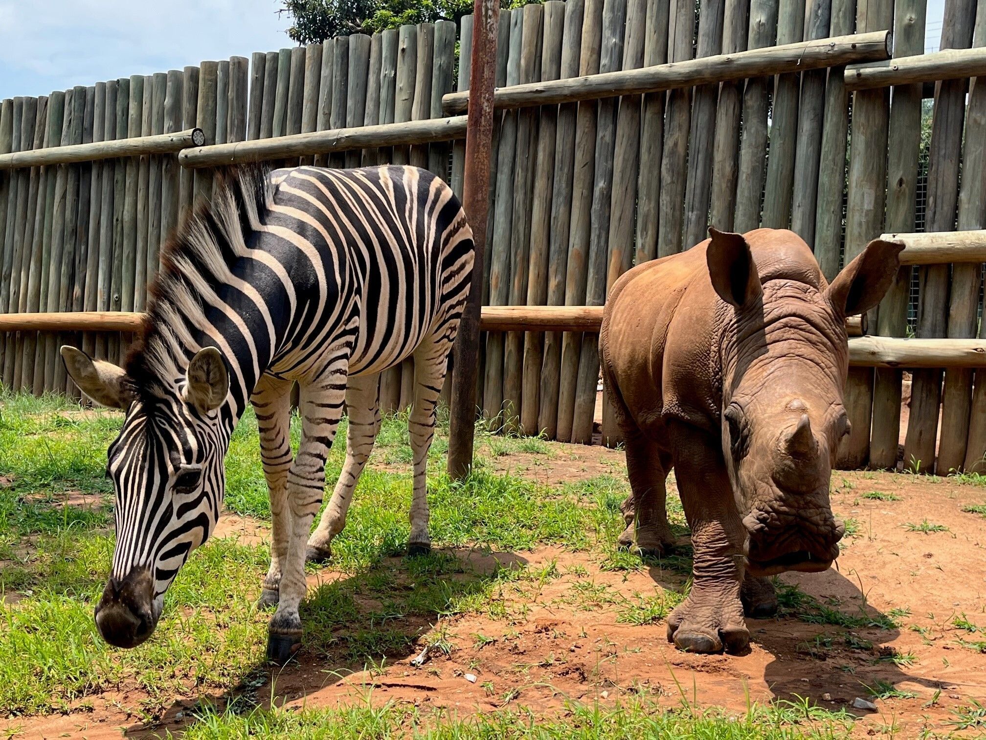 Nashorn-Baby Daisy und Zebra-Baby Modjadji, hier auf ihrem täglichen Spaziergang durchs Gehege. Beide wurden als verwaiste Babys aus einem Nationalpark in Südafrika gerettet.