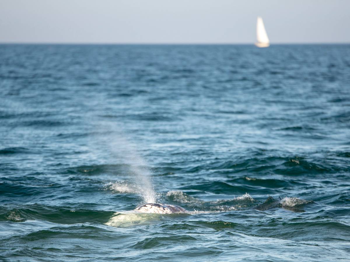 Ein Grauwal schwimmt einige Meter vom Ufer entfernt an einem Strand in Barcelona.