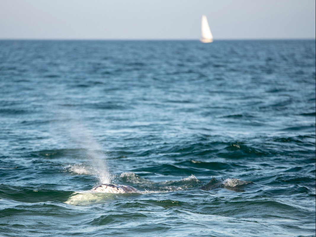 Ein Grauwal schwimmt einige Meter vom Ufer entfernt an einem Strand in Barcelona.