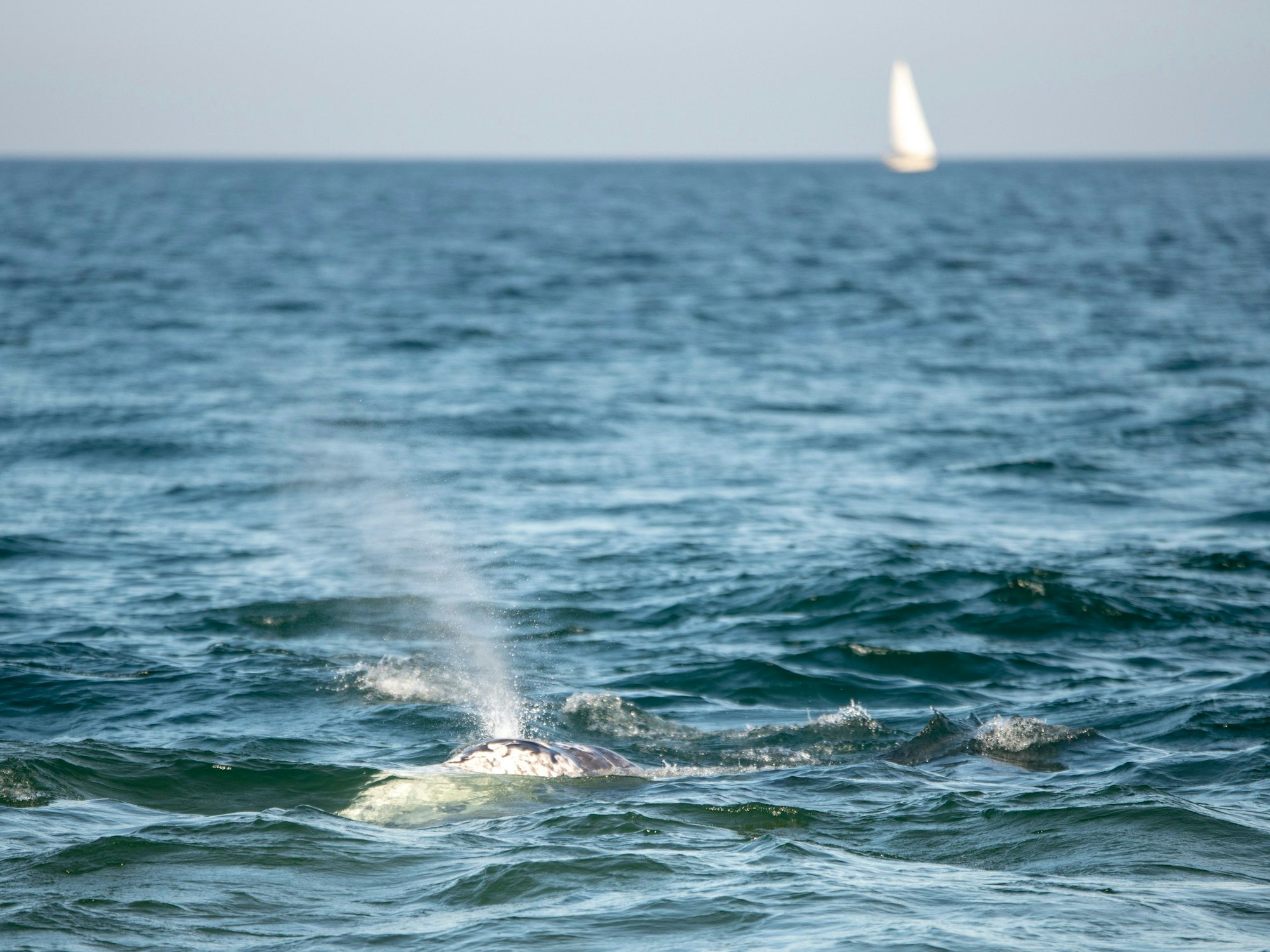 Ein Grauwal schwimmt einige Meter vom Ufer entfernt an einem Strand in Barcelona.