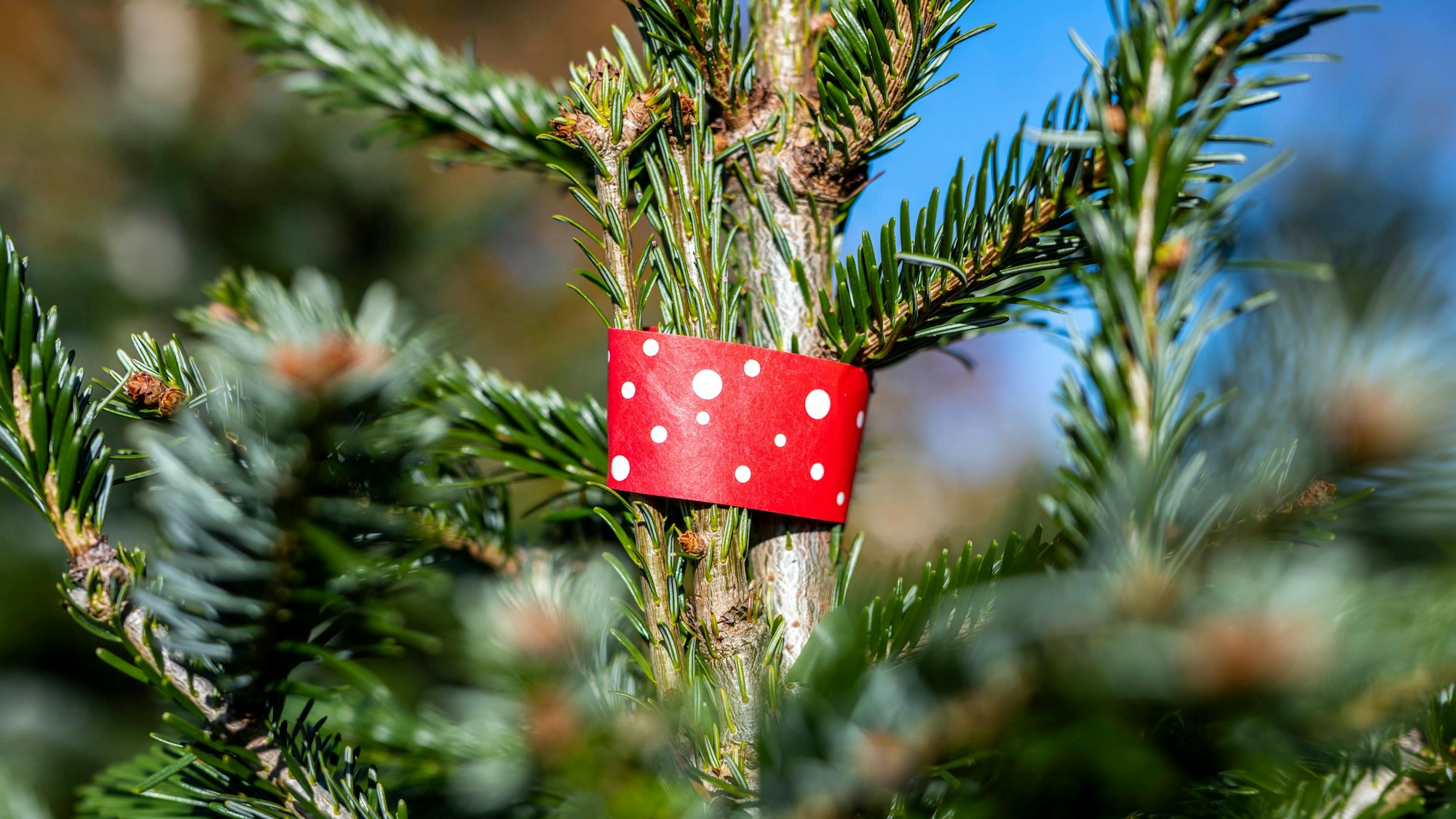 Eine zum Verkauf reservierte Nordmanntanne auf dem Hof des NRW-Familienbetriebs Hendrik Sauer.