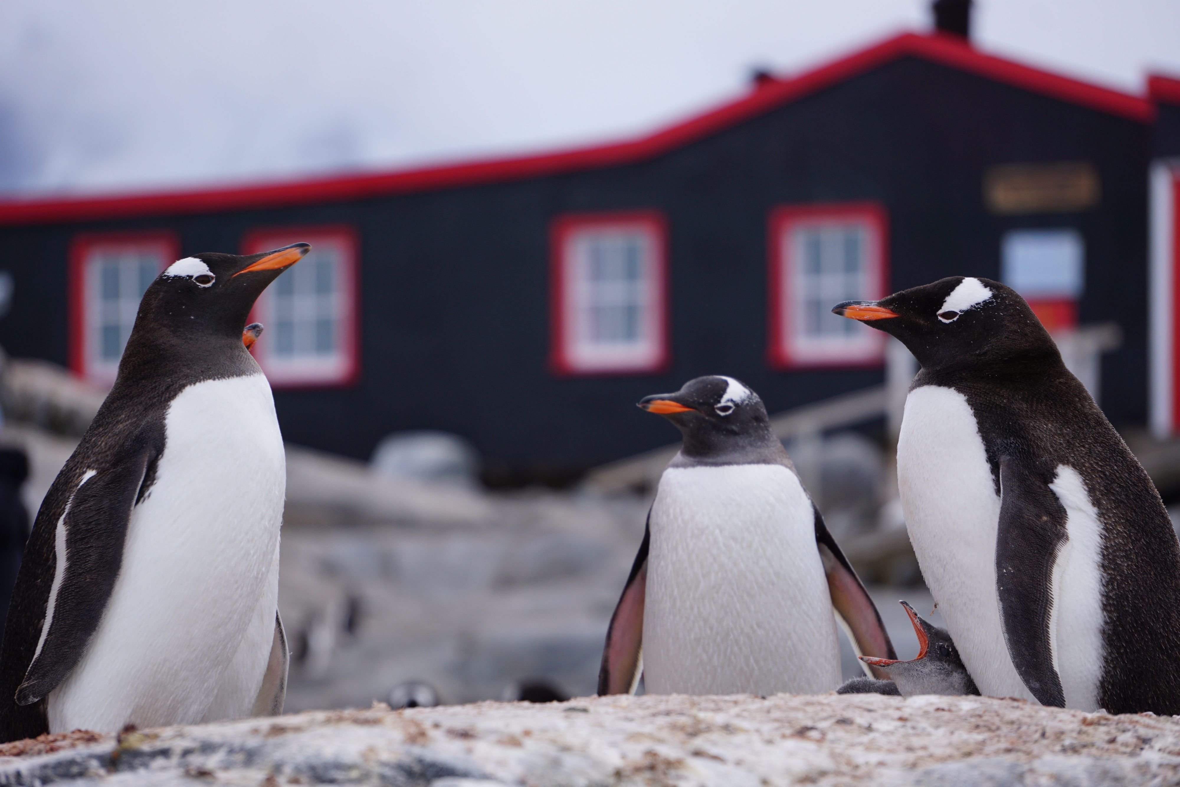 Pinguine stehen vor der einstigen britischen Militärbasis auf der Antarktis-Insel Goudier Island, die seit 2006 ein Museum und gleichzeitig eine der abgelegensten Postfilialen der Welt ist.