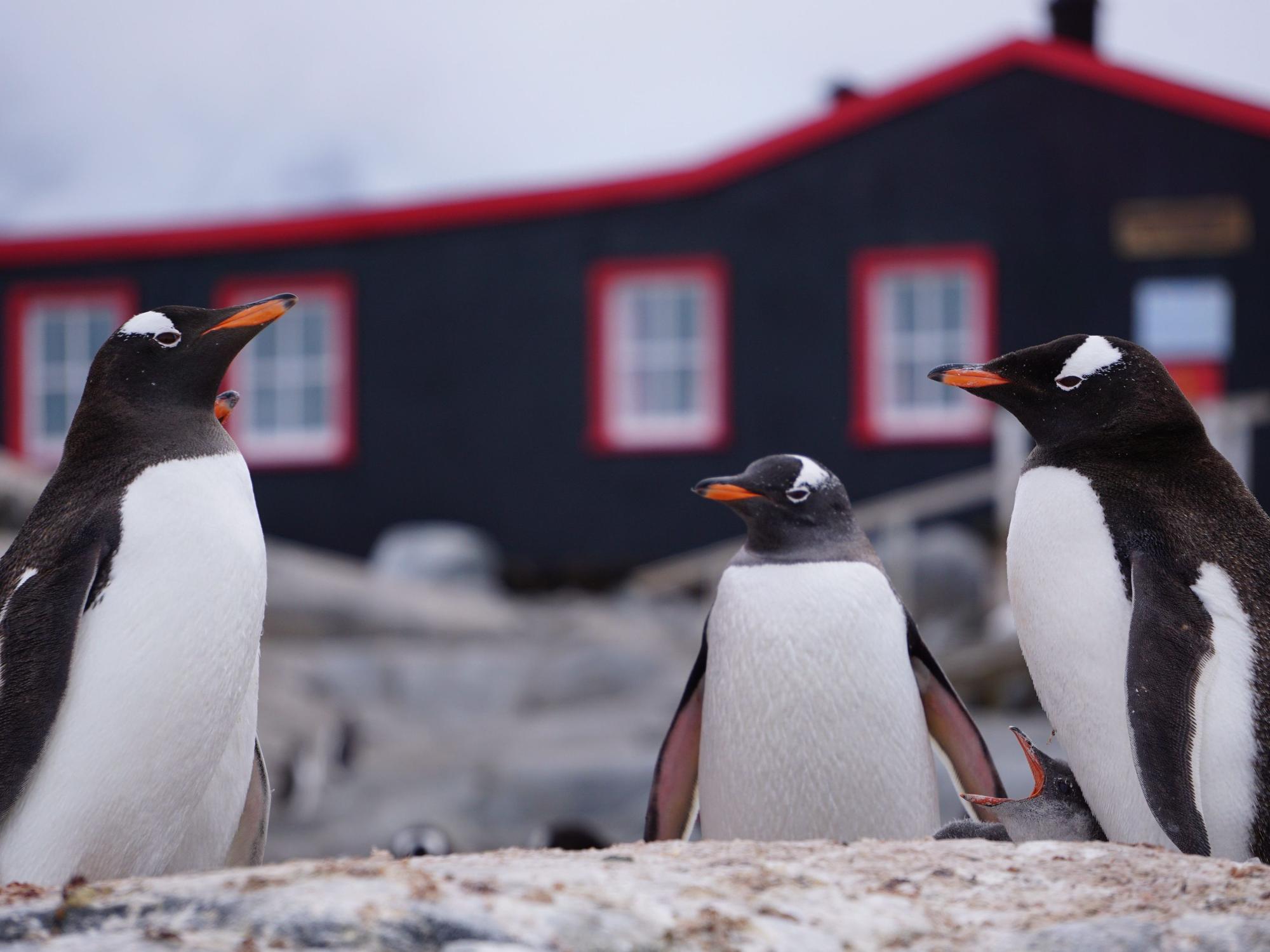Pinguine stehen vor der einstigen britischen Militärbasis auf der Antarktis-Insel Goudier Island, die seit 2006 ein Museum und gleichzeitig eine der abgelegensten Postfilialen der Welt ist.