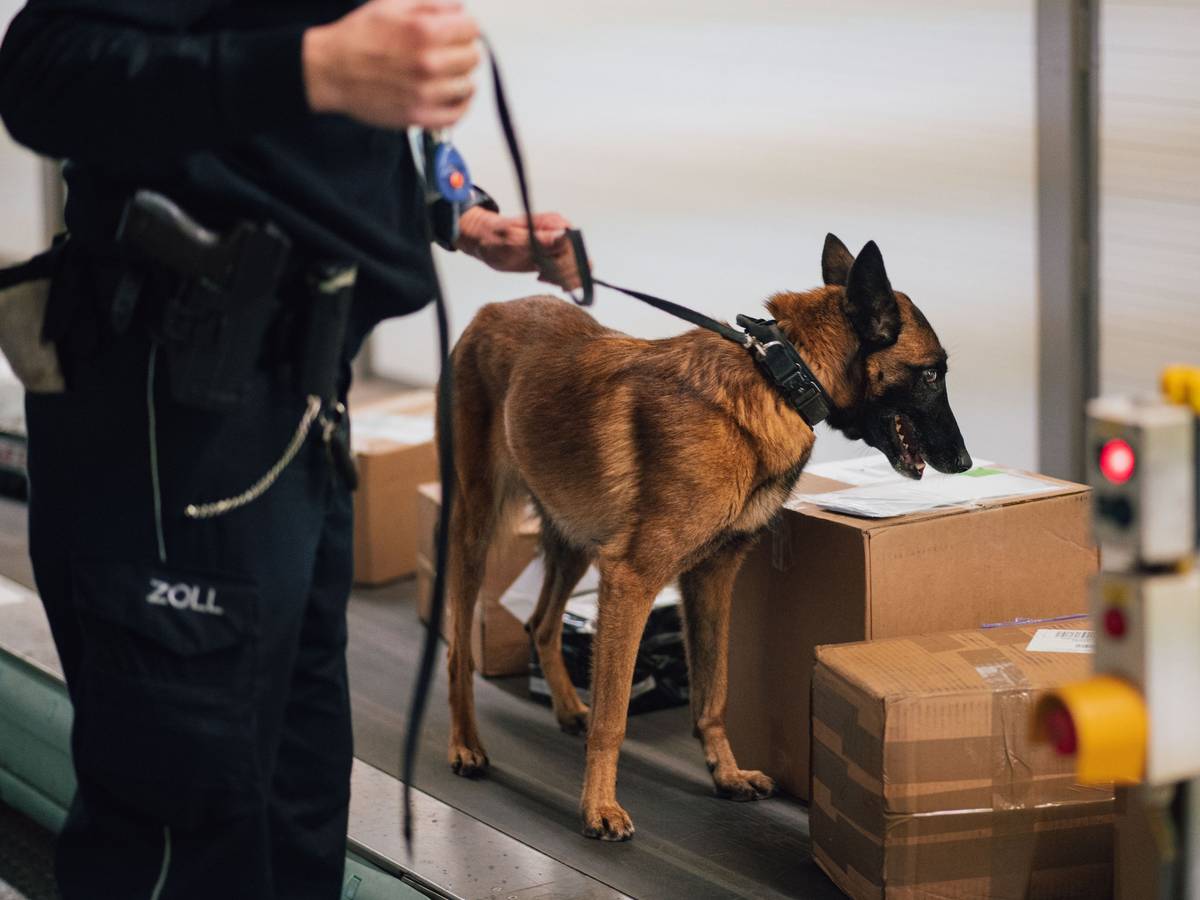 Ein Hundeführer des Zolls sucht mit seinem Spürhund im Frachtbereich des Flughafens Köln/Bonn nach Paketen mit Drogen.