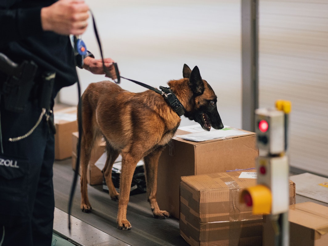 Ein Hundeführer des Zolls sucht mit seinem Spürhund im Frachtbereich des Flughafens Köln/Bonn nach Paketen mit Drogen.