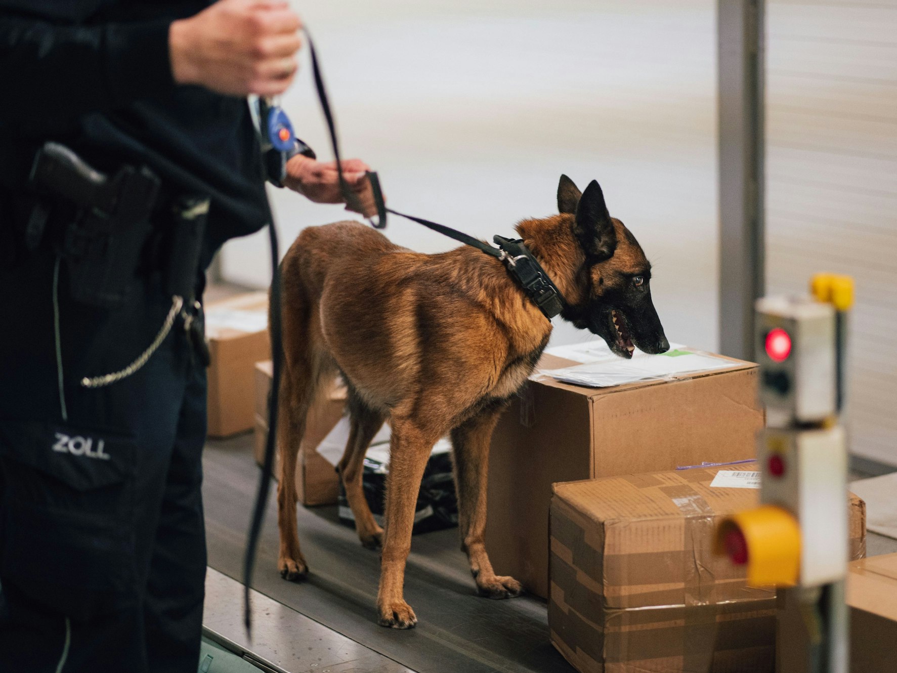 Ein Hundeführer des Zolls sucht mit seinem Spürhund im Frachtbereich des Flughafens Köln/Bonn nach Paketen mit Drogen.