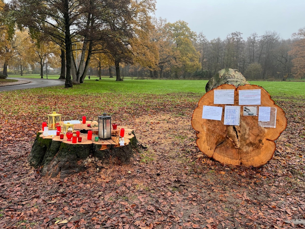 Der gefällte Stamm einer Rotbuche im Park Spich in Troisdorf.