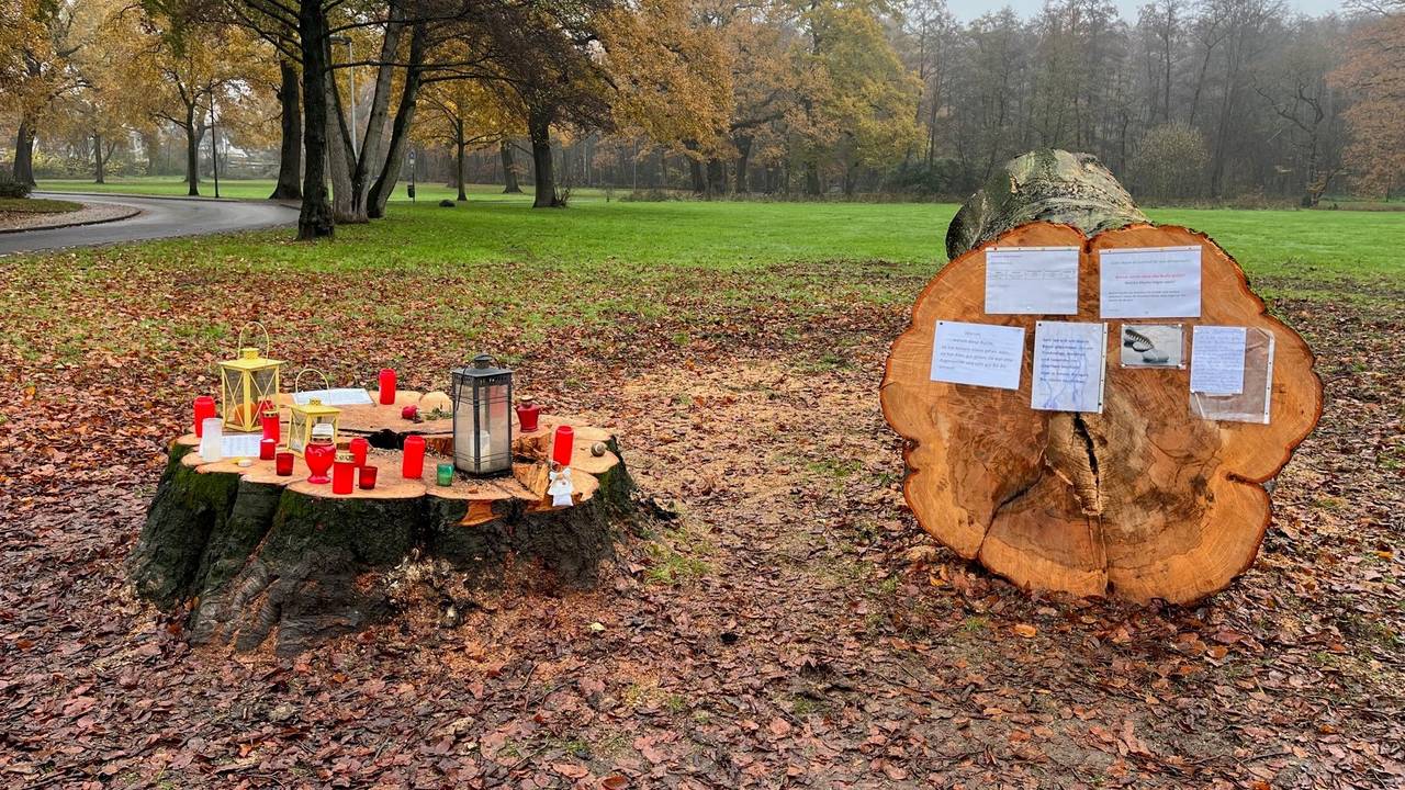 Der gefällte Stamm einer Rotbuche im Park Spich in Troisdorf.