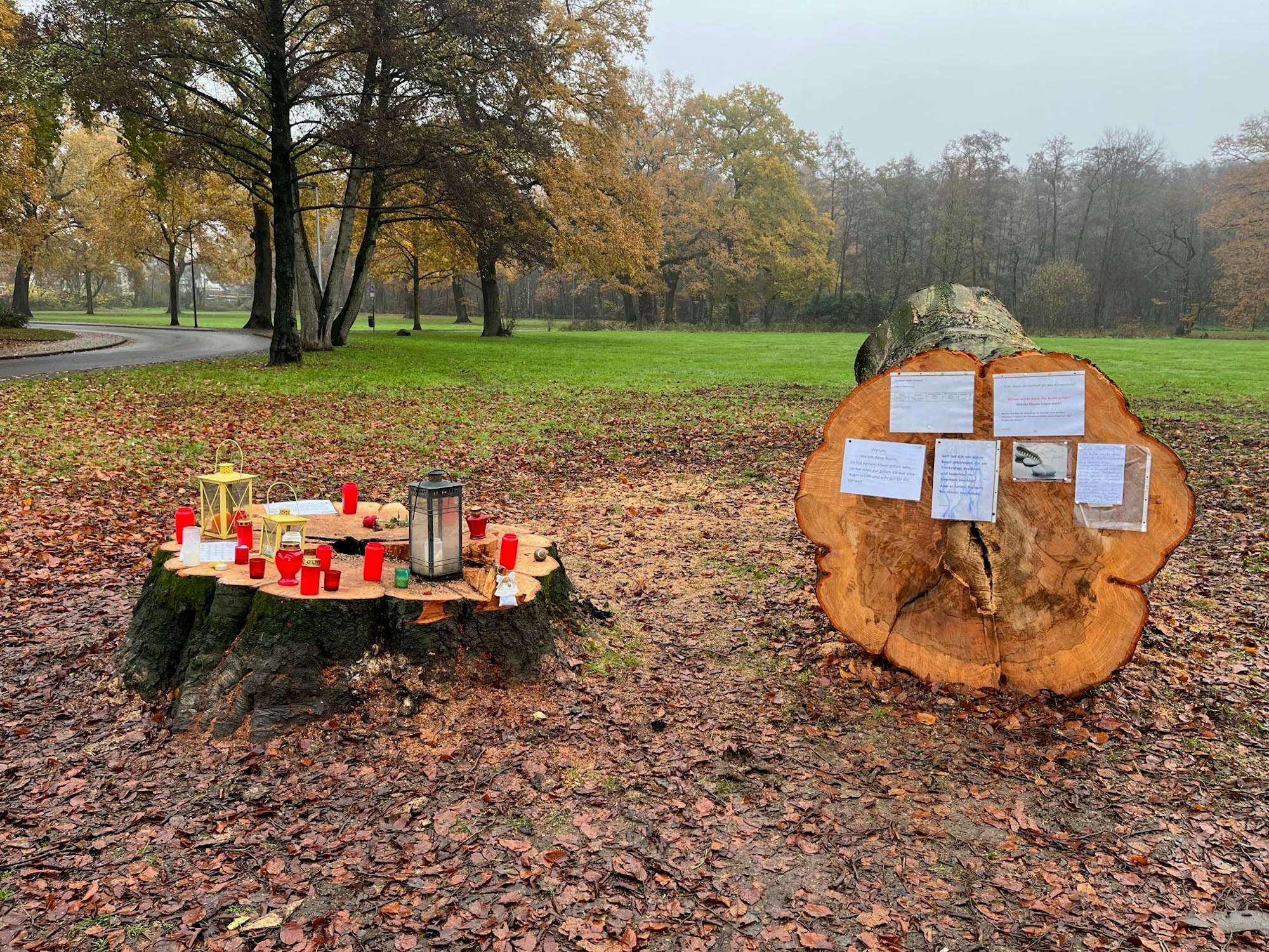 Der gefällte Stamm einer Rotbuche im Park Spich in Troisdorf.