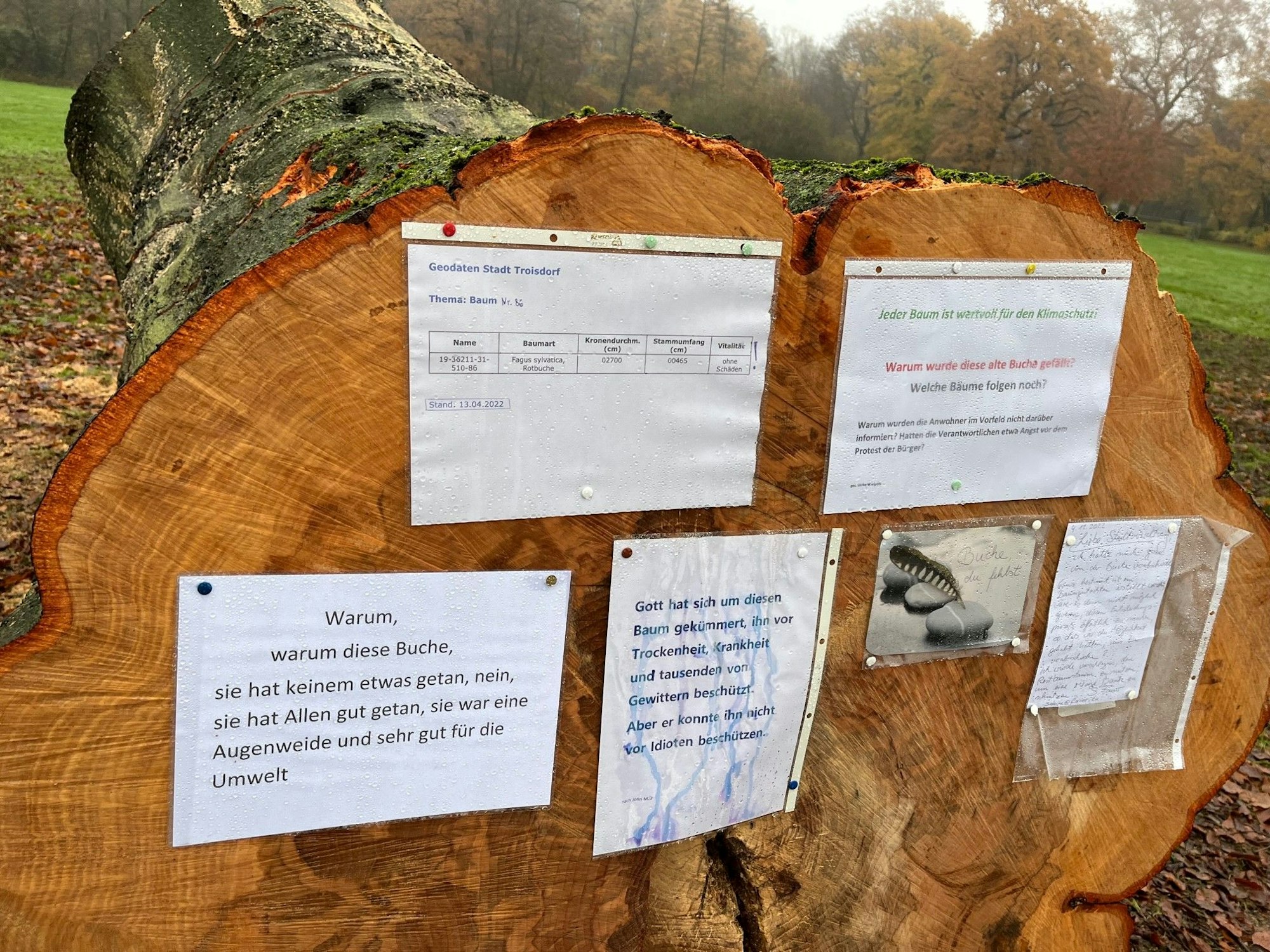 Bürger und Bürgerinnen protestieren auf dem gefällten Stamm gegen die Abholzung einer Rotbuche in Troisdorf-Spich.