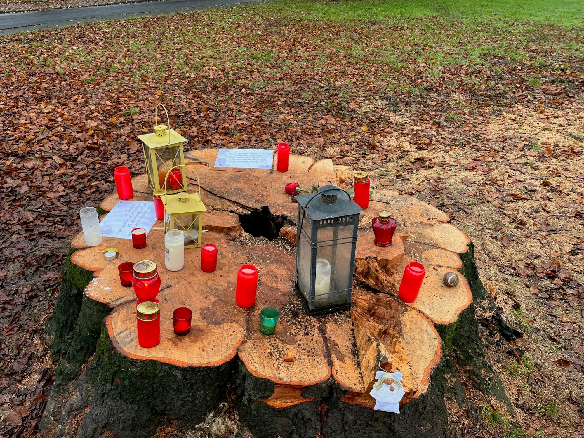 Trauerkerzen auf dem Stumpf einer nach 150 Lebensjahren gefällten Rotbuche.