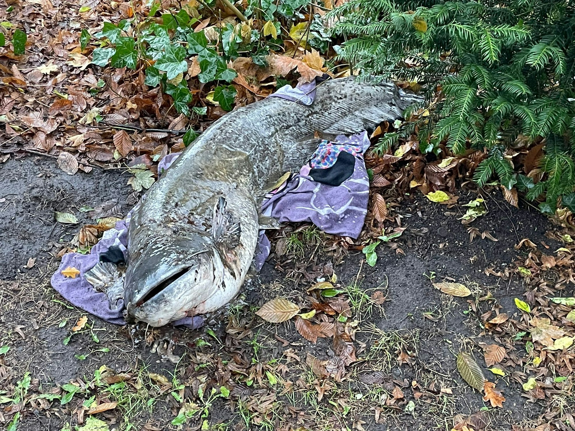 Spaziergänger fanden den toten Fisch in einem Park in Lübeck.