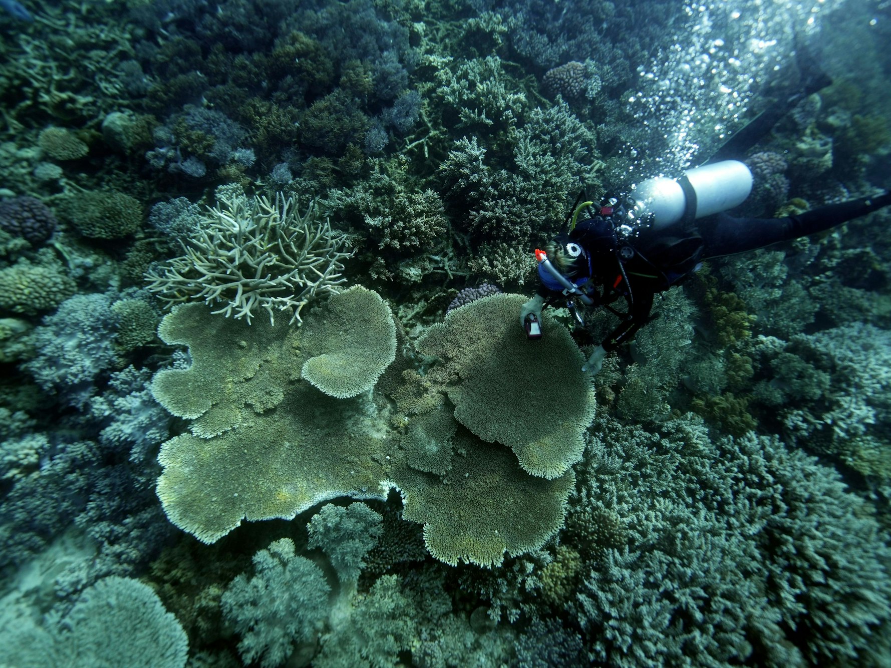 Ein Taucher taucht hier durch den „Great Barrier Reef“ in Australien.