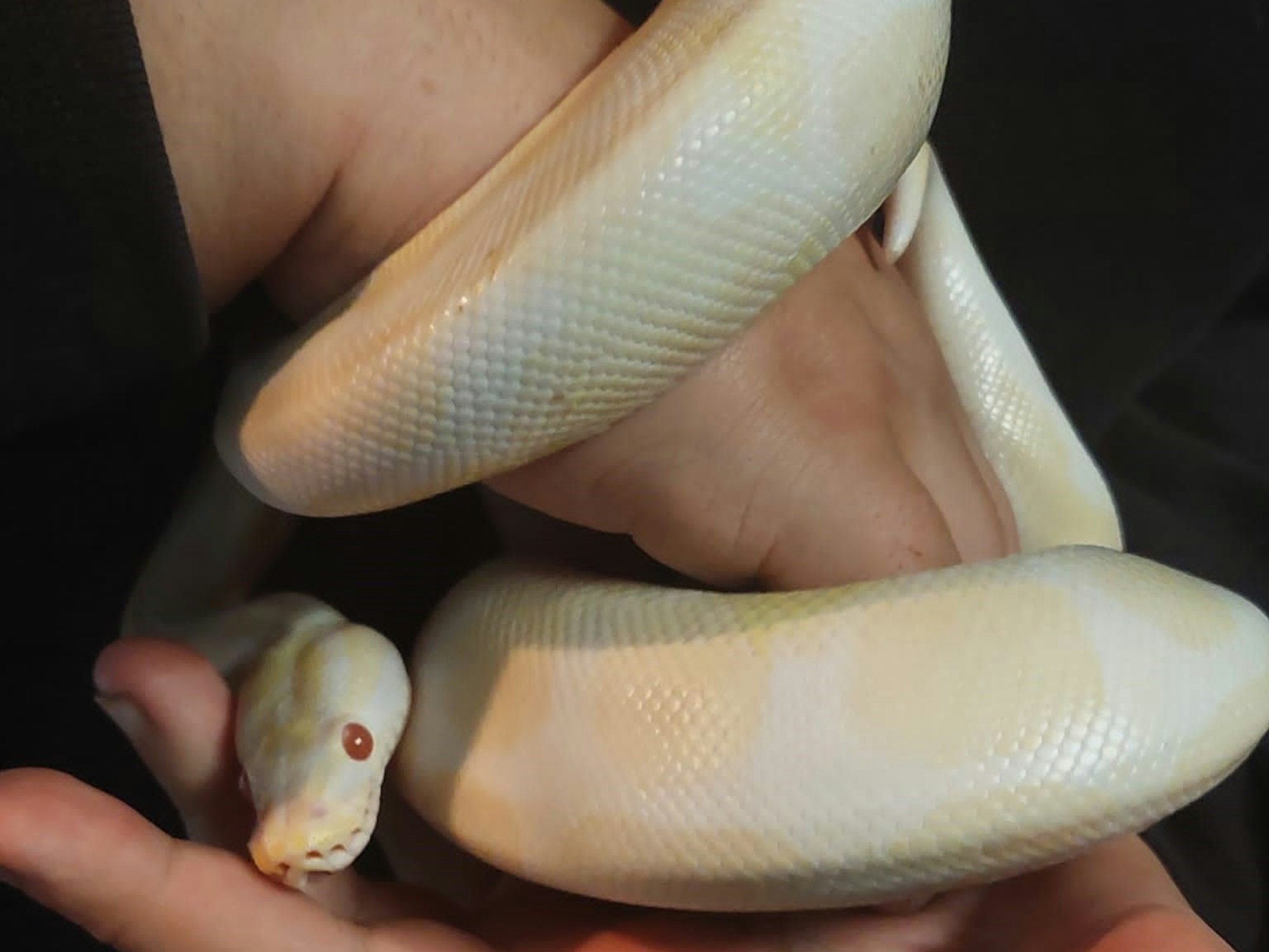 Die Schlange Köpi wurde in NRW auf einer Raststätte bei Siegburg in einem Auto gefunden.