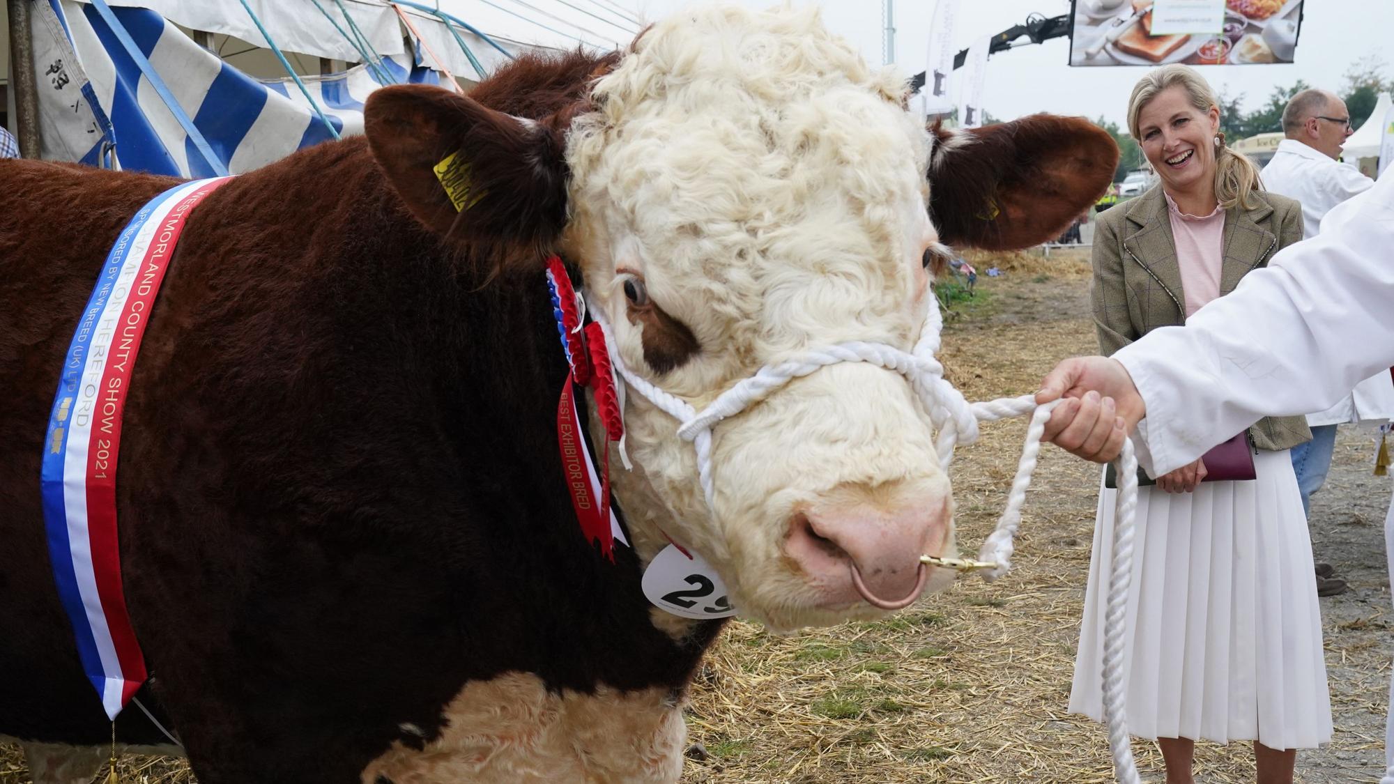 Sophie, Gräfin von Wessex, betrachtet den Siegerbullen der Hereford-Rasse bei der Westmorland County Show im September 2021.