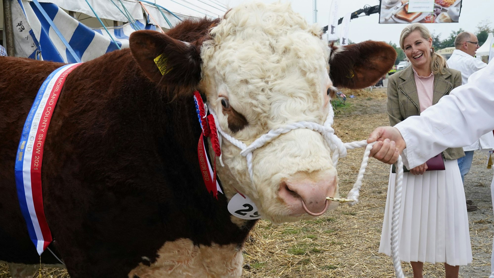 Sophie, Gräfin von Wessex, betrachtet den Siegerbullen der Hereford-Rasse bei der Westmorland County Show im September 2021.