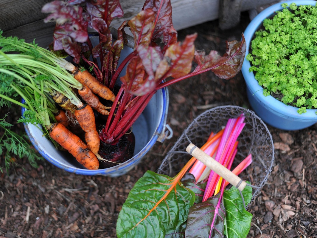 Zum Wintergemüse gehören viele Rüben und Blattsalate, außerdem Kohlsorten, Topinambur, Pastinaken und Chcorée.
