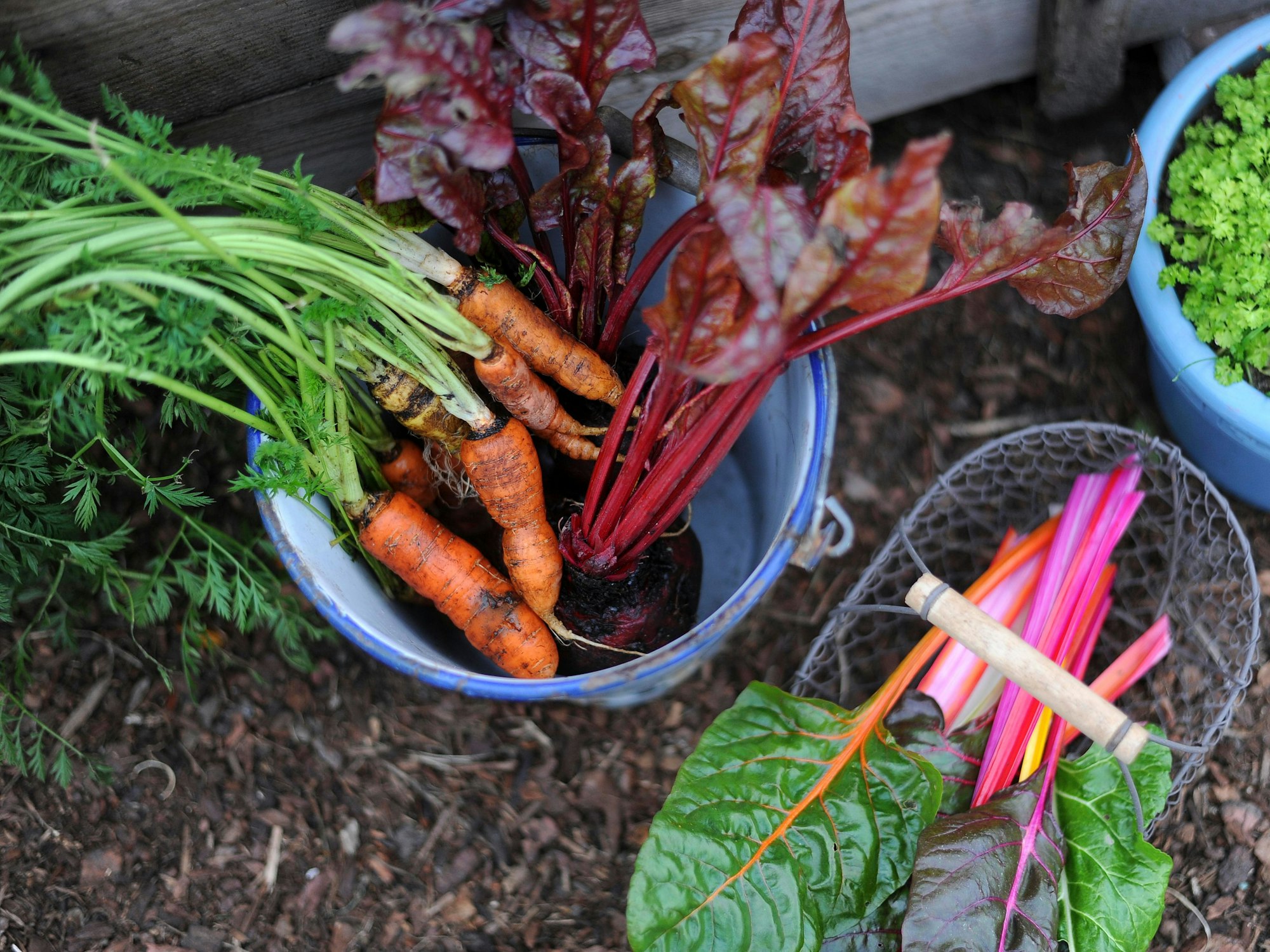 Zum Wintergemüse gehören viele Rüben und Blattsalate, außerdem Kohlsorten, Topinambur, Pastinaken und Chcorée.