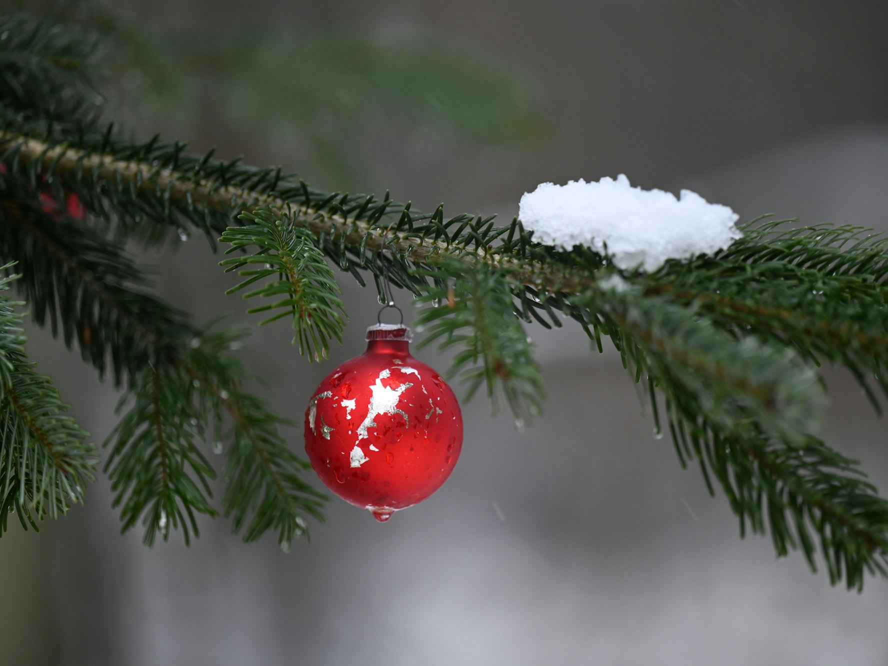 Ein geschmückter Weihnachtsbaum steht im Habichtswald.