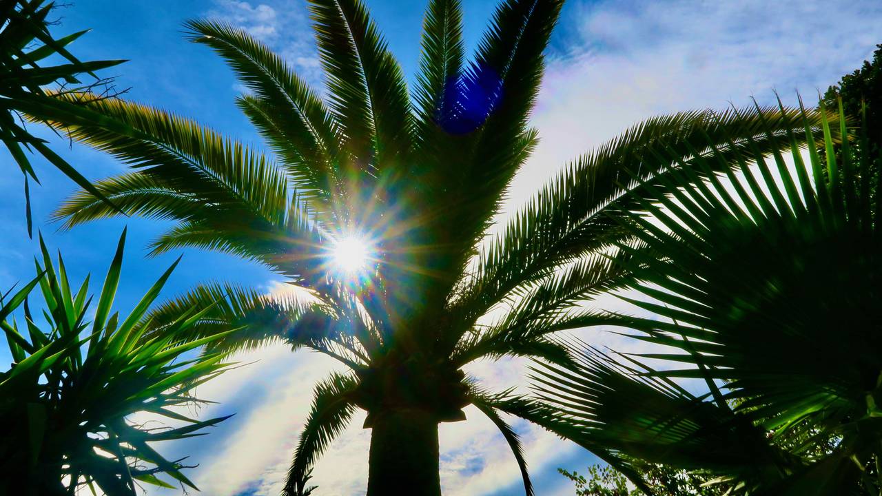 Die Sonne scheint durch Palmenblätter an der Côte d’Azur.