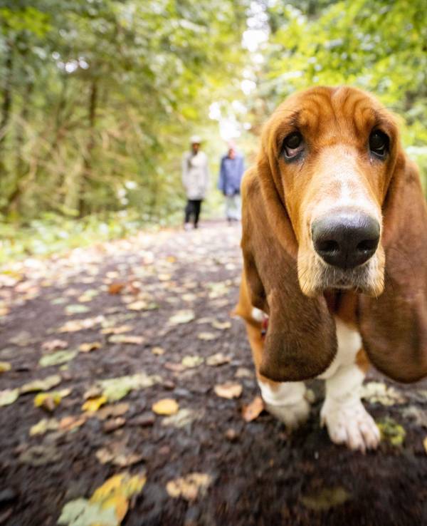 Eine ältere Basset-Hündin schluft gemächlich bei einem Sonntagsspaziergang durch den herbstlichen Stadtwald am Rande von Bad Vilbel.
