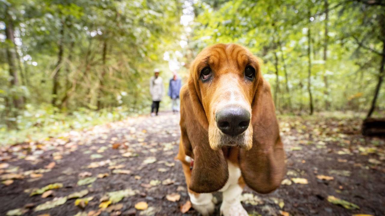 Eine ältere Basset-Hündin schluft gemächlich bei einem Sonntagsspaziergang durch den herbstlichen Stadtwald am Rande von Bad Vilbel.
