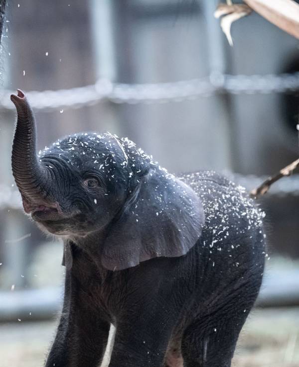 Elefantenjunge Tsavo am 7. März 2020 in seinem Gehege im Wuppertaler Zoo.