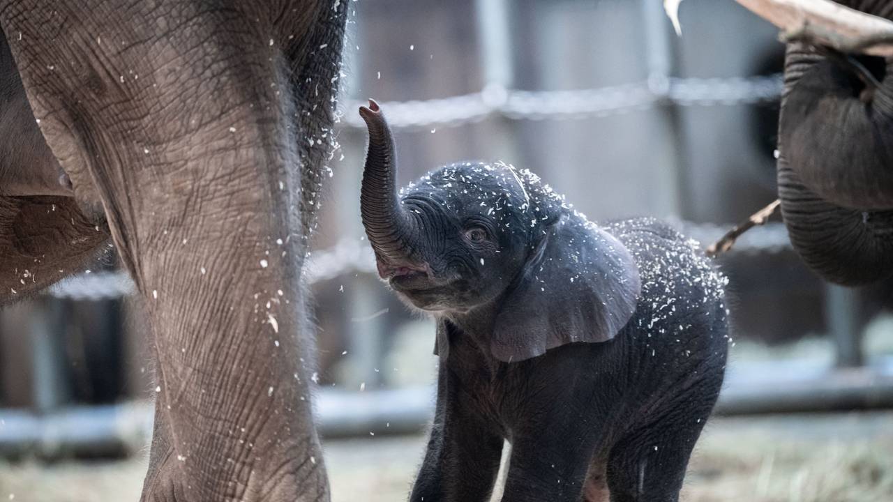 Elefantenjunge Tsavo am 7. März 2020 in seinem Gehege im Wuppertaler Zoo.