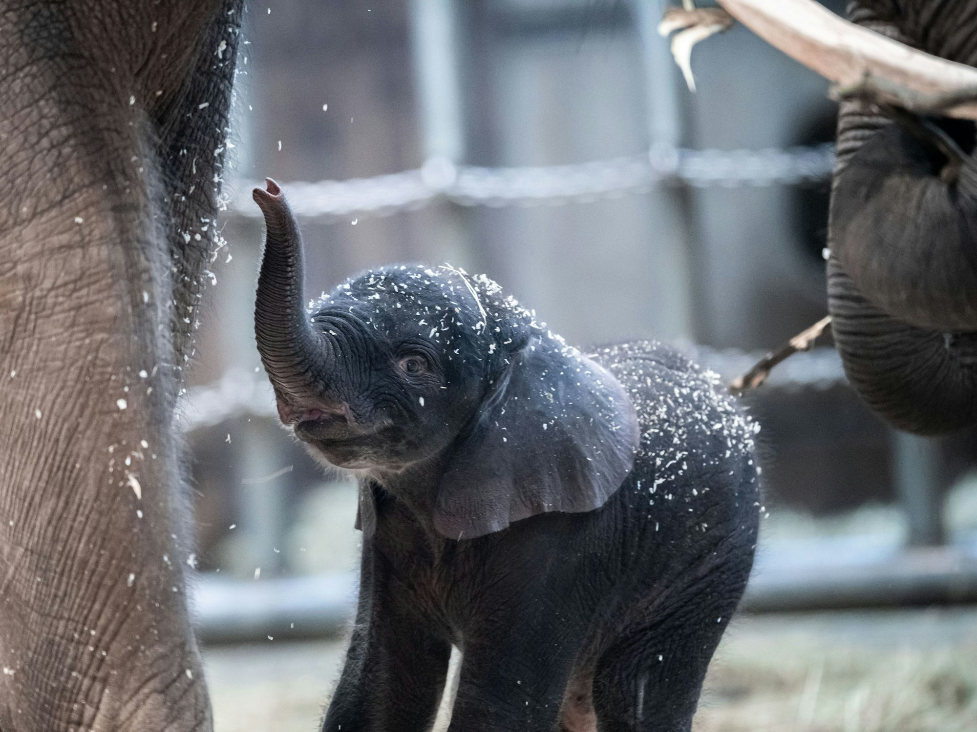 Elefantenjunge Tsavo am 7. März 2020 in seinem Gehege im Wuppertaler Zoo.