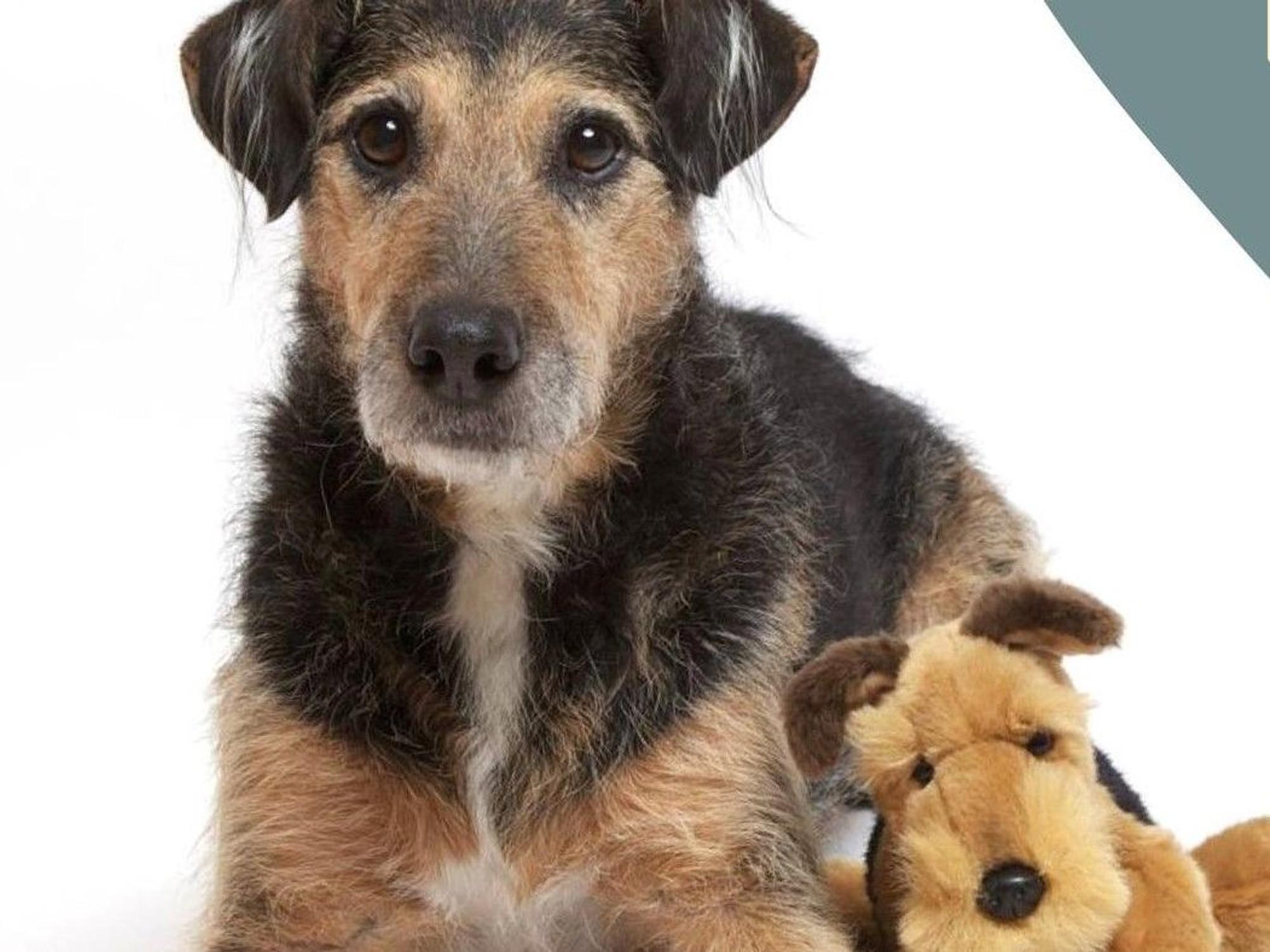 Hund „Lupo“ liegt auf dem Boden, neben ihm ein Hund aus Plüsch.