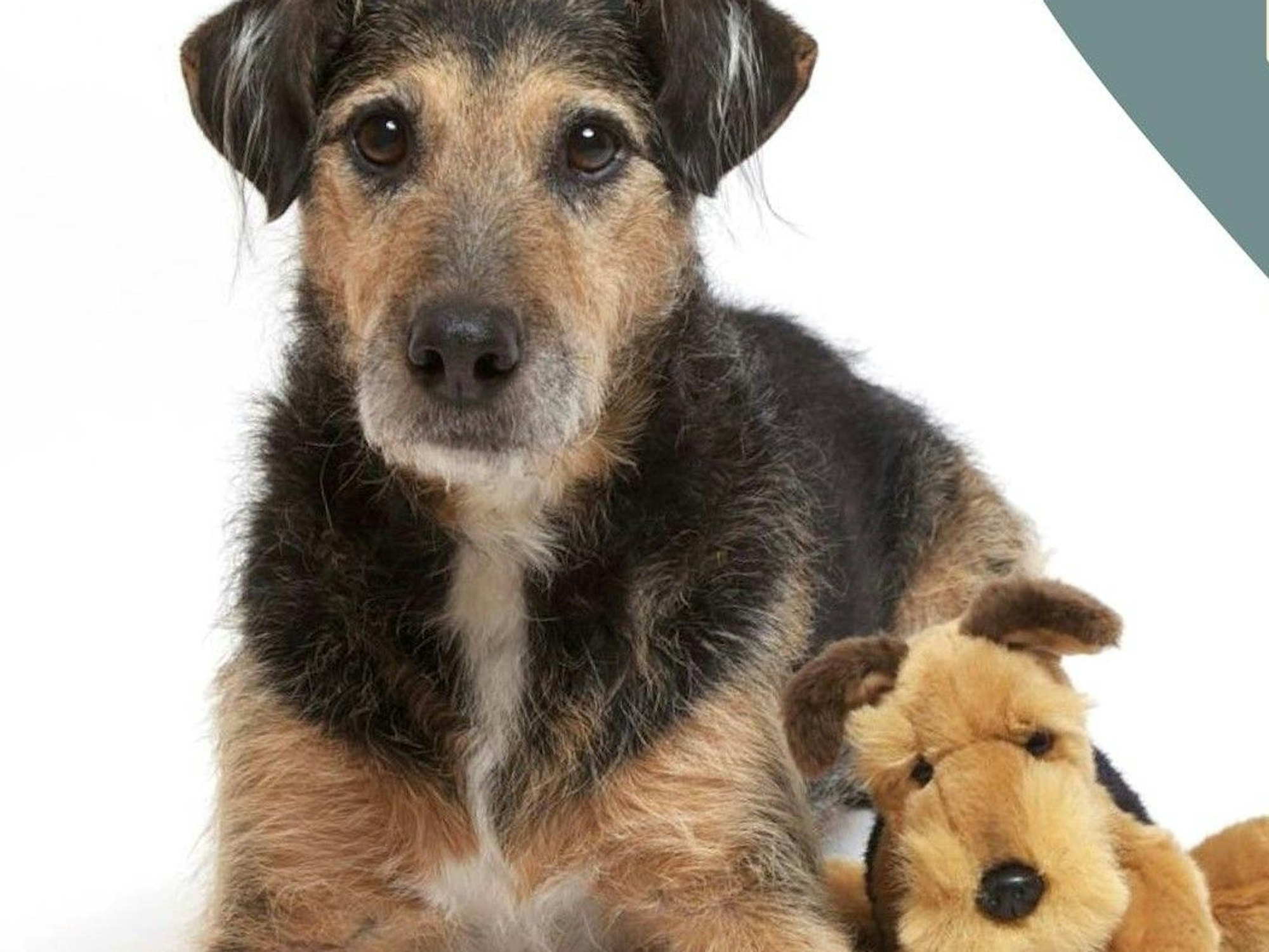 Hund „Lupo“ liegt auf dem Boden, neben ihm ein Hund aus Plüsch.