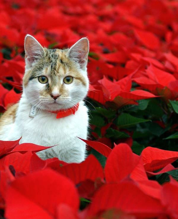 Eine Katze steht inmitten von Weihnachtssternen.