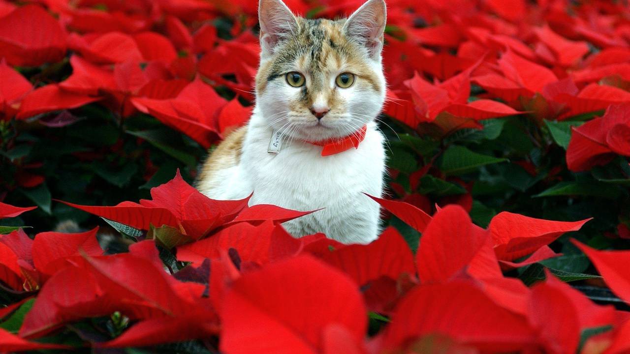Eine Katze steht inmitten von Weihnachtssternen.