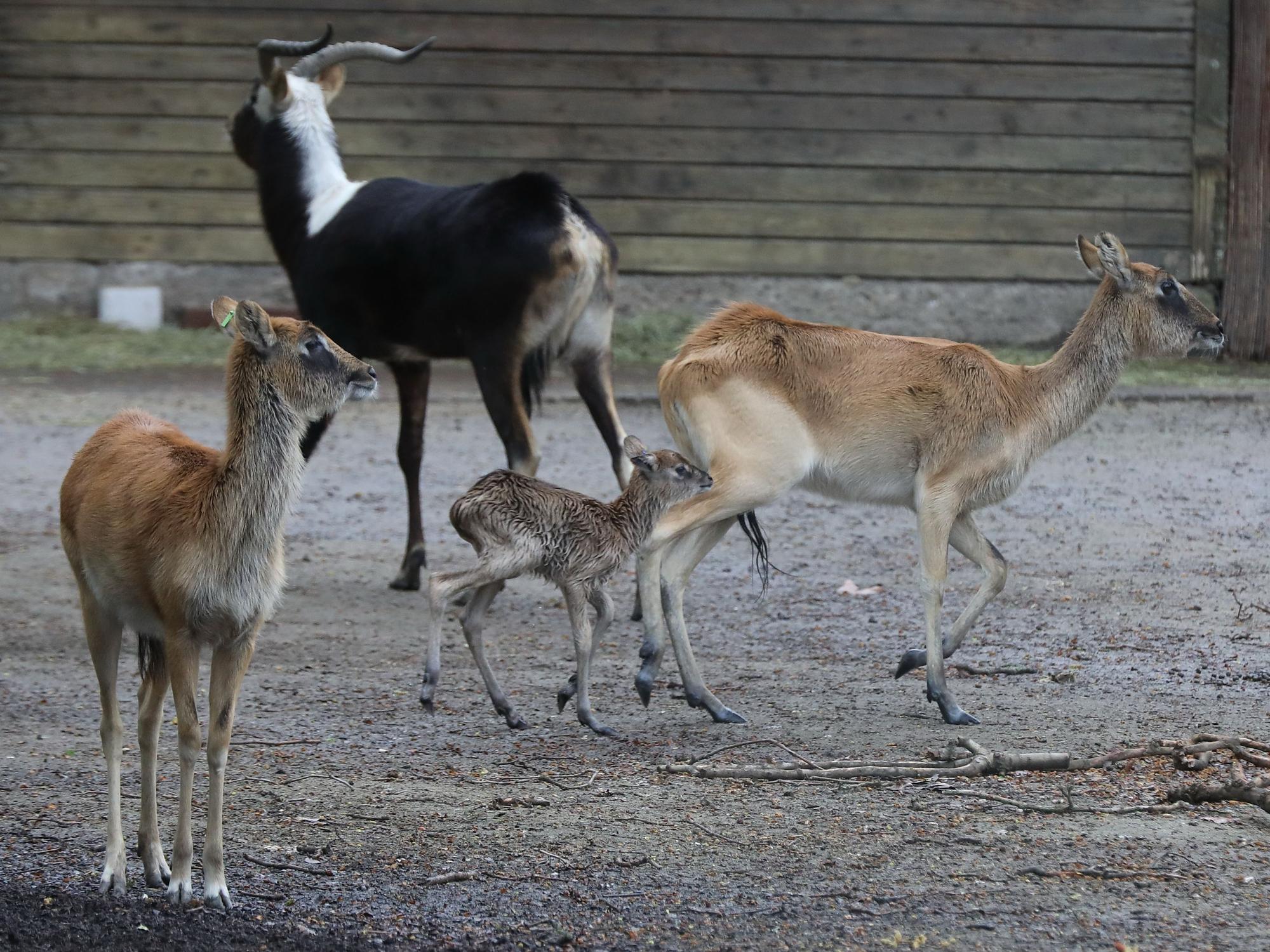Mehrere Antilopen in einer Anlage im Kölner Zoo. Mittig läuft ein Jungtier hinter seiner Mutter her.