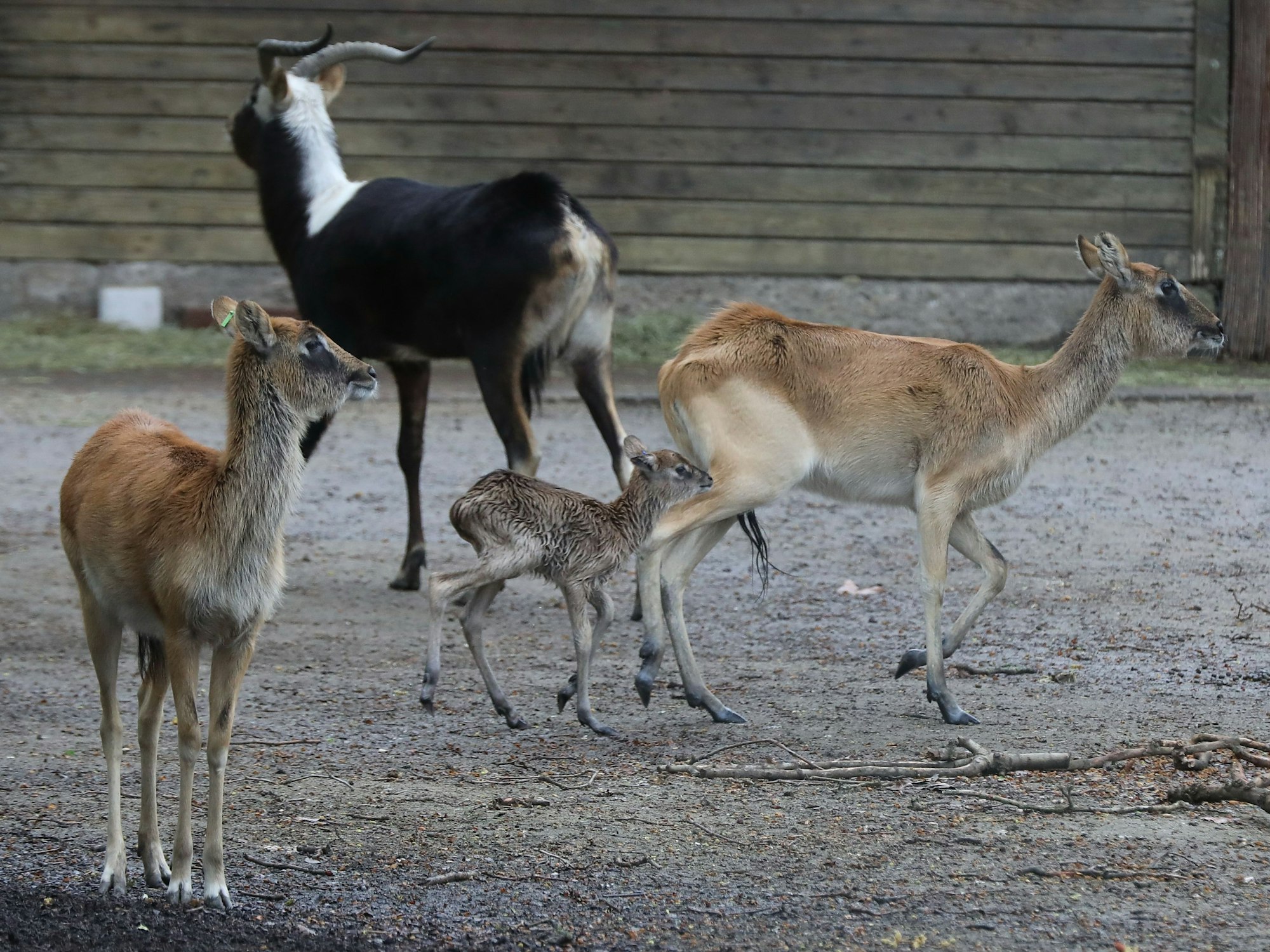Mehrere Antilopen in einer Anlage im Kölner Zoo. Mittig läuft ein Jungtier hinter seiner Mutter her.