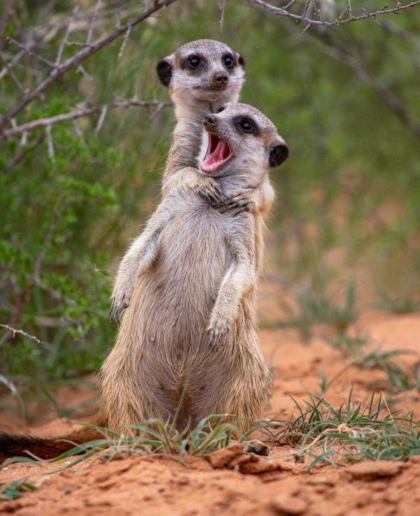 Zwei spielende Erdmännchen, fotografiert für den Comedy Wildlife Award 2022.