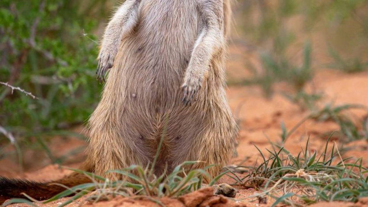 Zwei spielende Erdmännchen, fotografiert für den Comedy Wildlife Award 2022.