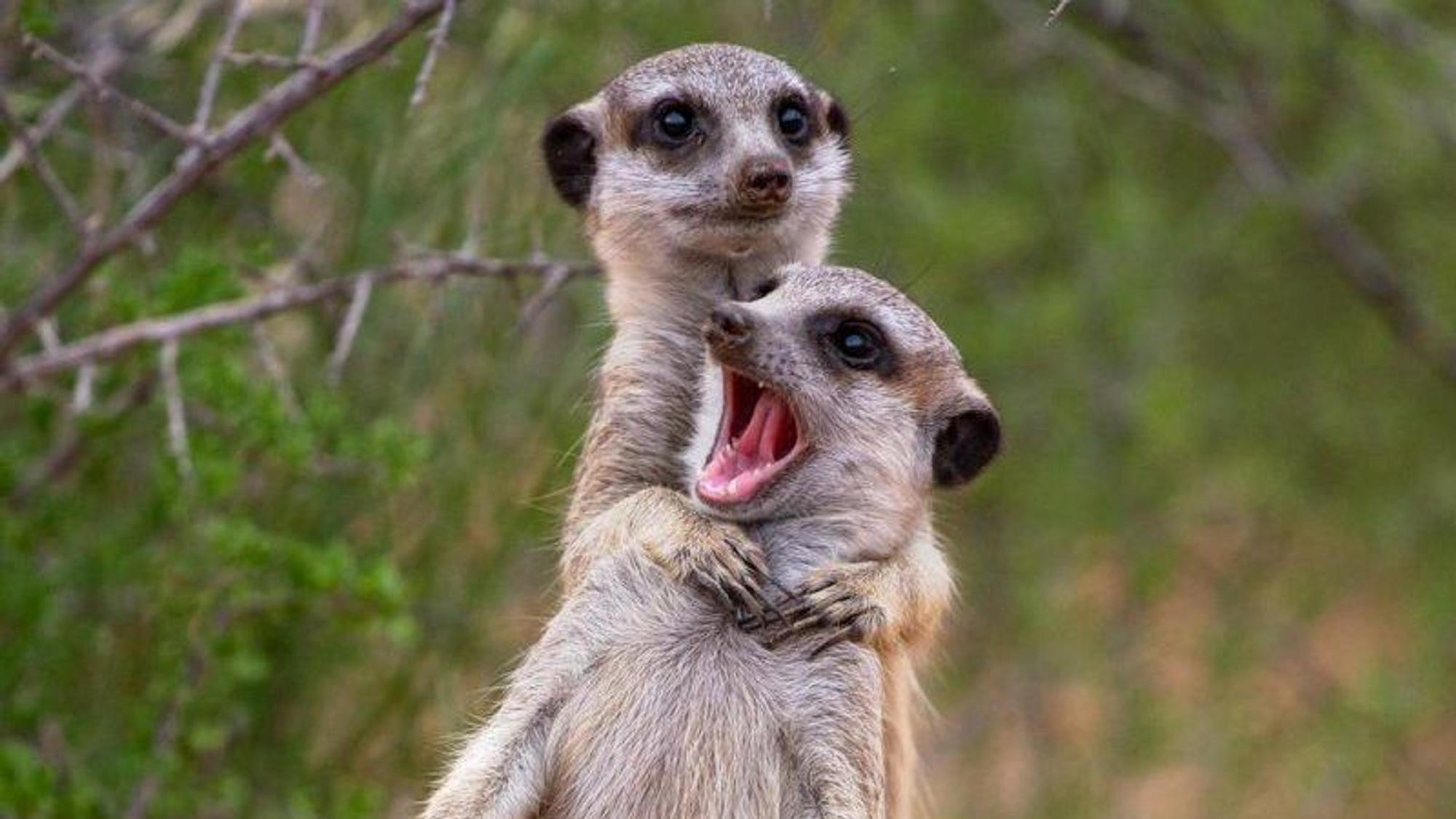 Zwei spielende Erdmännchen, fotografiert für den Comedy Wildlife Award 2022.