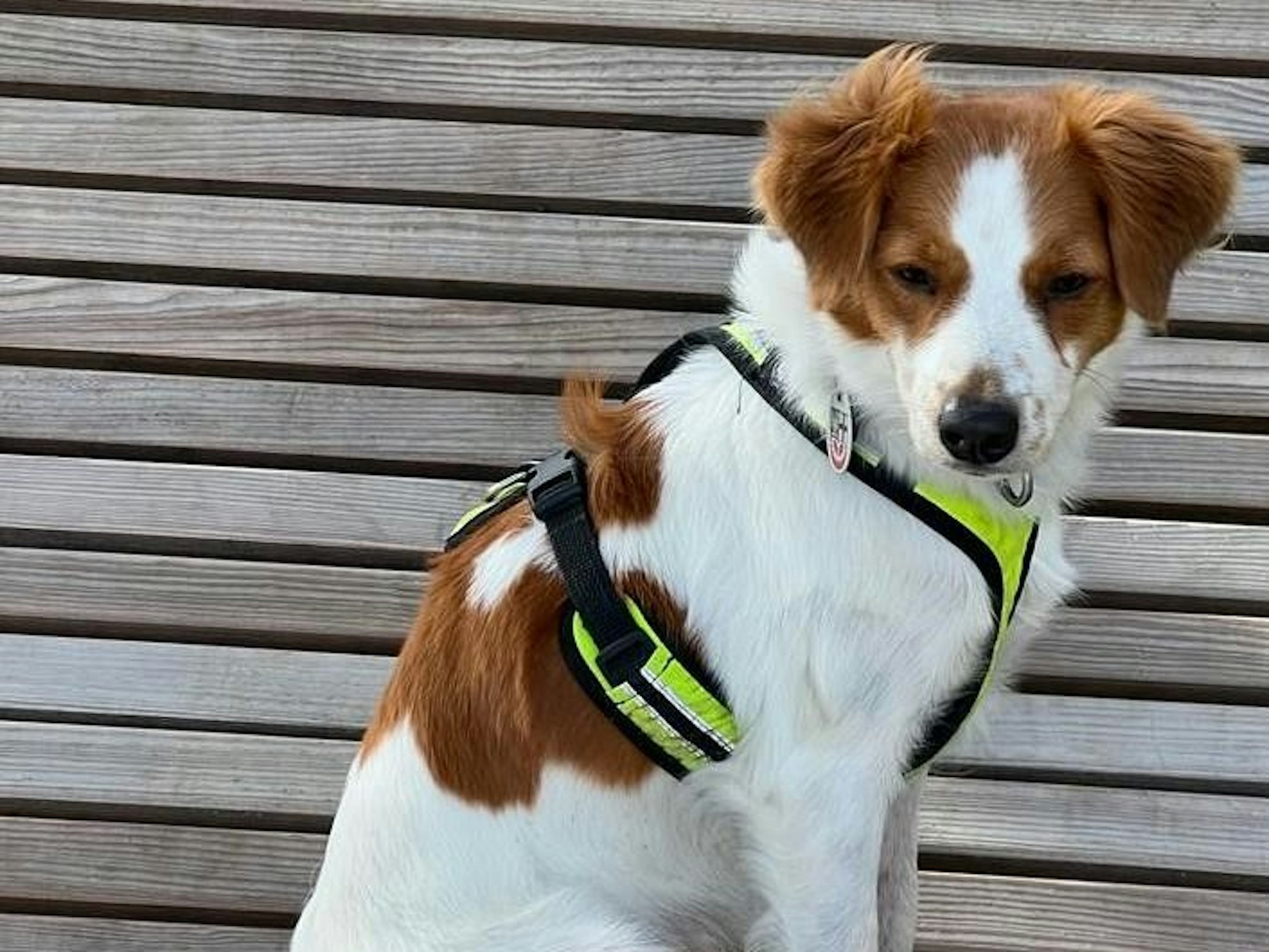 Kromfohrländer-Hündin Jule ist in Stommeln entflohen und jetzt wieder aufgetaucht.