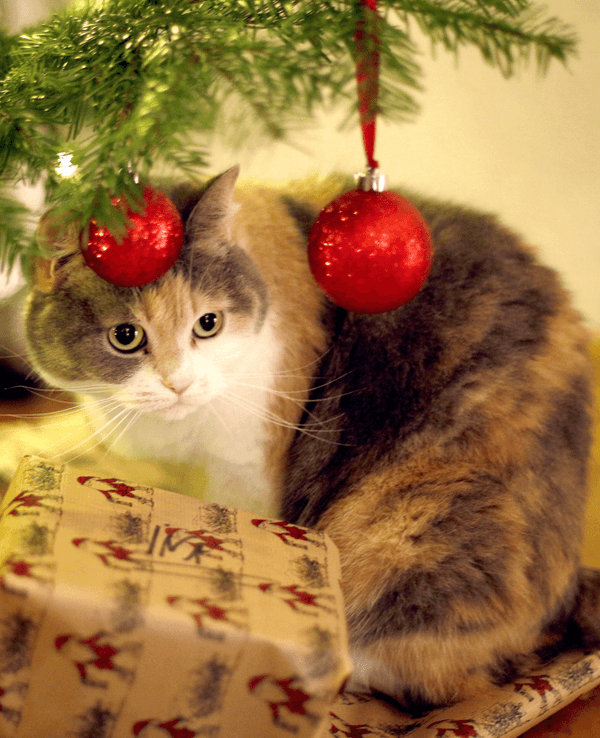 Eine Hauskatze sitzt unter einem geschmückten Weihnachtsbaum. Vor ihr liegen zwei Geschenke.